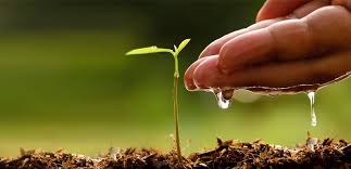 Rotary Club Plantation Program